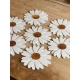 Accumulation murale de marguerites, décoration d'intérieur made in france